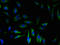 ATPase Sarcoplasmic/Endoplasmic Reticulum Ca2+ Transporting 2 antibody, LS-C369284, Lifespan Biosciences, Immunofluorescence image 