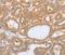 Paternally Expressed 10 antibody, orb136800, Biorbyt, Immunohistochemistry paraffin image 