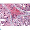 Apolipoprotein O antibody, LS-C812395, Lifespan Biosciences, Western Blot image 