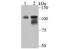 O-Linked N-Acetylglucosamine (GlcNAc) Transferase antibody, A00474, Boster Biological Technology, Western Blot image 