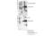 AXL Receptor Tyrosine Kinase antibody, 44463S, Cell Signaling Technology, Immunoprecipitation image 