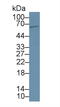 Proprotein Convertase Subtilisin/Kexin Type 9 antibody, LS-C373246, Lifespan Biosciences, Western Blot image 