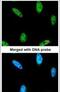 Inositol Polyphosphate Multikinase antibody, PA5-21629, Invitrogen Antibodies, Immunofluorescence image 