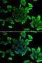 Sarcoglycan Delta antibody, PA5-77086, Invitrogen Antibodies, Immunofluorescence image 