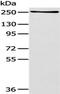 WNK1 antibody, TA351930, Origene, Western Blot image 