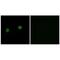 Acyl-CoA Thioesterase 4 antibody, PA5-49969, Invitrogen Antibodies, Immunofluorescence image 