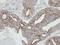 RAB2A, Member RAS Oncogene Family antibody, GTX106337, GeneTex, Immunohistochemistry paraffin image 