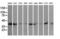 Pim-2 Proto-Oncogene, Serine/Threonine Kinase antibody, LS-C115105, Lifespan Biosciences, Western Blot image 
