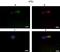 Mitogen-Activated Protein Kinase 11 antibody, orb326105, Biorbyt, Immunohistochemistry paraffin image 