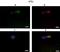 Mitogen-activated protein kinase 11 antibody, orb326105, Biorbyt, Immunohistochemistry paraffin image 