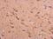 Beta-Secretase 2 antibody, PA5-29882, Invitrogen Antibodies, Immunohistochemistry frozen image 