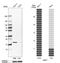 DNA Polymerase Gamma, Catalytic Subunit antibody, HPA003064, Atlas Antibodies, Western Blot image 