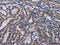 GSP antibody, CSB-PA147947, Cusabio, Immunohistochemistry paraffin image 