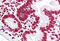 Histone Cluster 4 H4 antibody, MBS242704, MyBioSource, Immunohistochemistry frozen image 