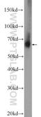 Thioredoxin Related Transmembrane Protein 3 antibody, 21040-1-AP, Proteintech Group, Western Blot image 