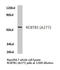 RCC1 And BTB Domain Containing Protein 1 antibody, LS-C176197, Lifespan Biosciences, Western Blot image 