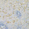 Cytochrome C Oxidase Subunit 4I1 antibody, STJ28647, St John