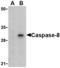 Caspase 8 antibody, LS-B3797, Lifespan Biosciences, Western Blot image 