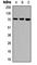 Ubiquilin 3 antibody, abx121807, Abbexa, Western Blot image 