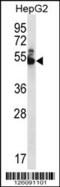 WD repeat-containing protein 85 antibody, 56-454, ProSci, Western Blot image 