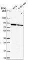 SRSF Protein Kinase 1 antibody, NBP2-58538, Novus Biologicals, Western Blot image 