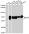 Bone Morphogenetic Protein 6 antibody, STJ110631, St John