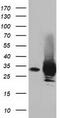 Pyrroline-5-Carboxylate Reductase 2 antibody, LS-C115748, Lifespan Biosciences, Western Blot image 