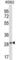 Leukocyte Associated Immunoglobulin Like Receptor 1 antibody, abx027605, Abbexa, Western Blot image 