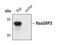 RAS Guanyl Releasing Protein 3 antibody, MA5-14900, Invitrogen Antibodies, Western Blot image 