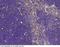 Lymphocyte antigen 75 antibody, 101920-T08, Sino Biological, Immunohistochemistry paraffin image 