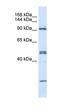 Alanyl-TRNA Synthetase antibody, orb330123, Biorbyt, Western Blot image 