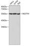 MutY DNA Glycosylase antibody, 18-594, ProSci, Western Blot image 