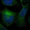 LIM And Calponin Homology Domains 1 antibody, NBP1-85056, Novus Biologicals, Immunofluorescence image 