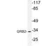 Growth Factor Receptor Bound Protein 2 antibody, LS-C177846, Lifespan Biosciences, Western Blot image 