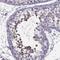 Synaptogyrin 4 antibody, PA5-56331, Invitrogen Antibodies, Immunohistochemistry frozen image 