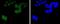 BMI1 Proto-Oncogene, Polycomb Ring Finger antibody, NBP2-67916, Novus Biologicals, Immunocytochemistry image 