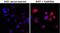 Phosphothreonine antibody, MA5-27976, Invitrogen Antibodies, Immunofluorescence image 