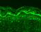 DNA Methyltransferase 3 Like antibody, GTX42020, GeneTex, Immunohistochemistry paraffin image 