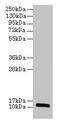 Ribosomal Protein Lateral Stalk Subunit P1 antibody, CSB-PA02364A0Rb, Cusabio, Western Blot image 