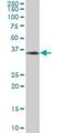 Muscleblind Like Splicing Regulator 3 antibody, H00055796-B01P, Novus Biologicals, Western Blot image 