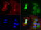 PYM Homolog 1, Exon Junction Complex Associated Factor antibody, LS-C796963, Lifespan Biosciences, Immunofluorescence image 