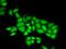 DNA Polymerase Epsilon 3, Accessory Subunit antibody, PA5-76947, Invitrogen Antibodies, Immunofluorescence image 