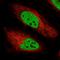 Bcl2 Modifying Factor antibody, HPA010120, Atlas Antibodies, Immunofluorescence image 