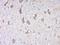 Protocadherin 8 antibody, orb1010, Biorbyt, Immunohistochemistry paraffin image 