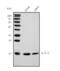 Interleukin 3 antibody, M02435, Boster Biological Technology, Western Blot image 