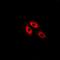 Malate Dehydrogenase 2 antibody, orb341026, Biorbyt, Immunofluorescence image 