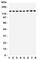TSC Complex Subunit 1 antibody, R31119, NSJ Bioreagents, Western Blot image 