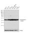 Peroxiredoxin 3 antibody, PA3-752, Invitrogen Antibodies, Western Blot image 