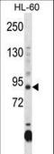 DNA Methyltransferase 3 Alpha antibody, LS-C167495, Lifespan Biosciences, Western Blot image 