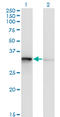 Translocase Of Outer Mitochondrial Membrane 34 antibody, LS-C139361, Lifespan Biosciences, Western Blot image 